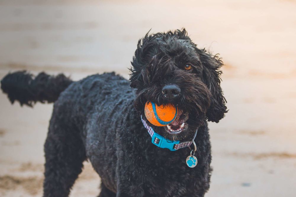 dog playing on beach