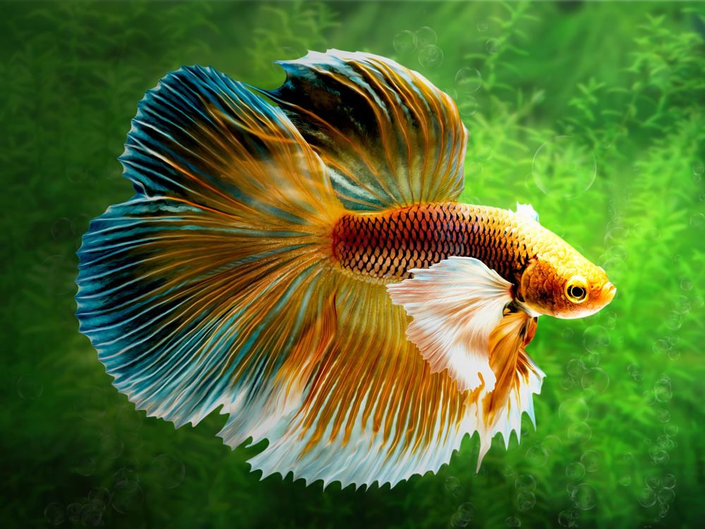 best low maintenance pets for apartments beta fish