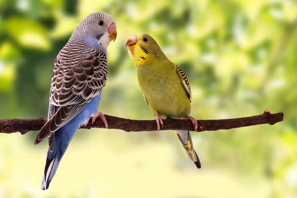 best low maintenance pets for apartments birds