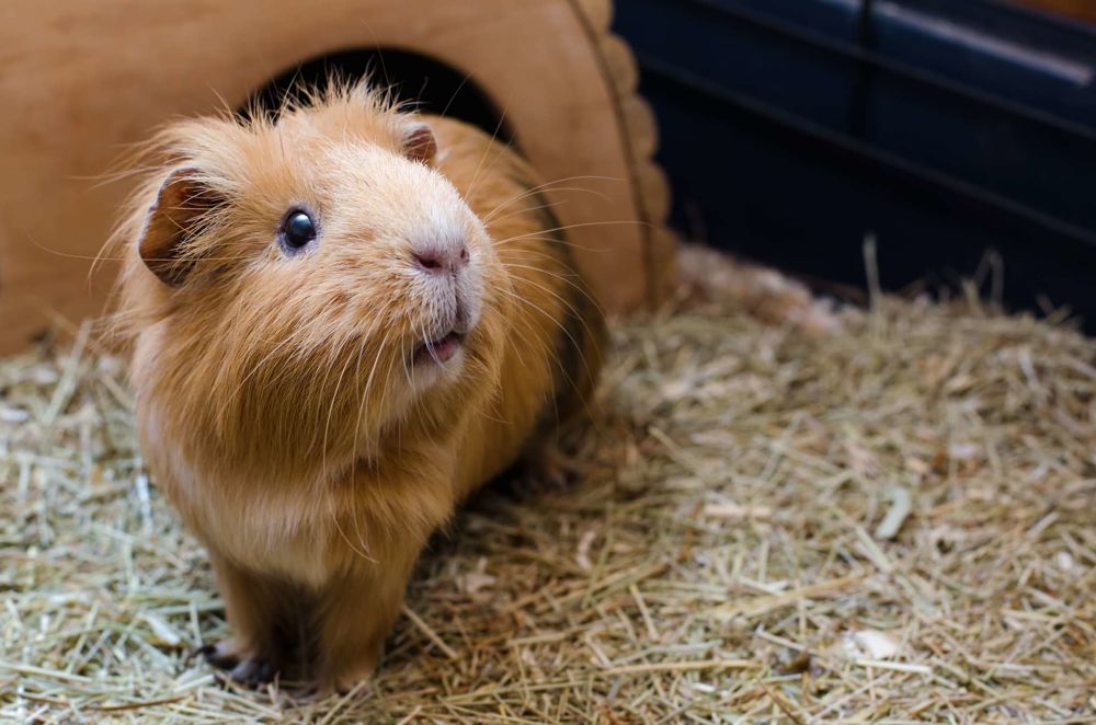 best low maintenance pets for apartments guinea pigs