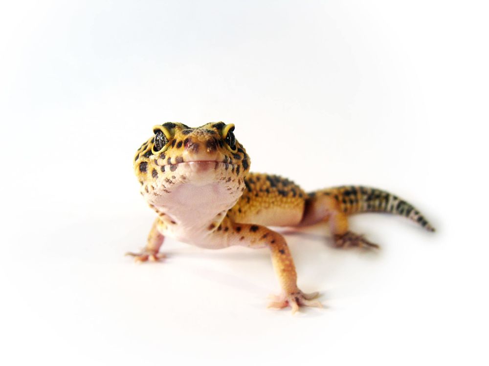 best low maintenance pets for apartments leopard geckos