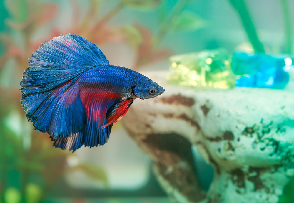 best low-maintenance pets for kids betta fish