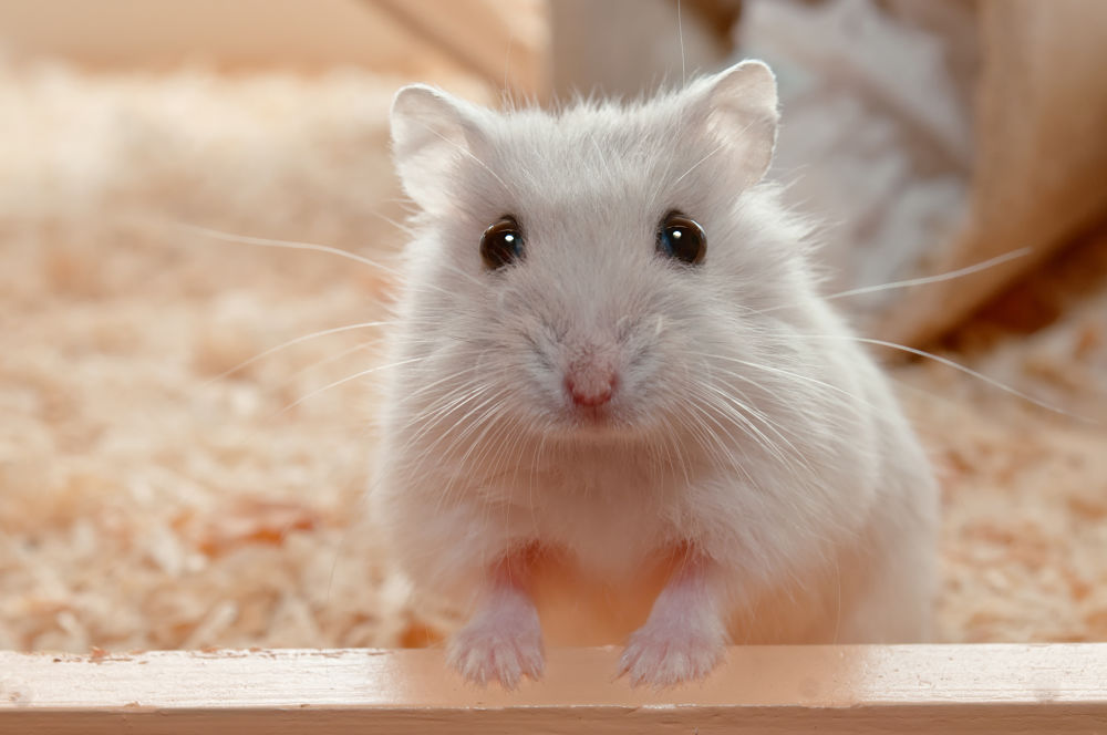 best low-maintenance pets for kids hamsters