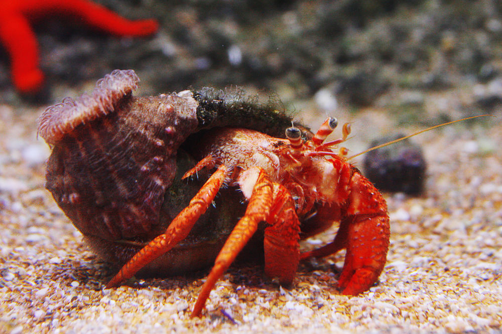 best low-maintenance pets for kids hermit crabs