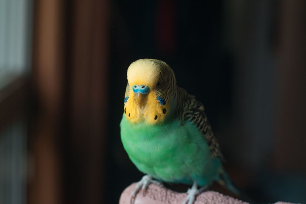 best low-maintenance pets for kids parakeets