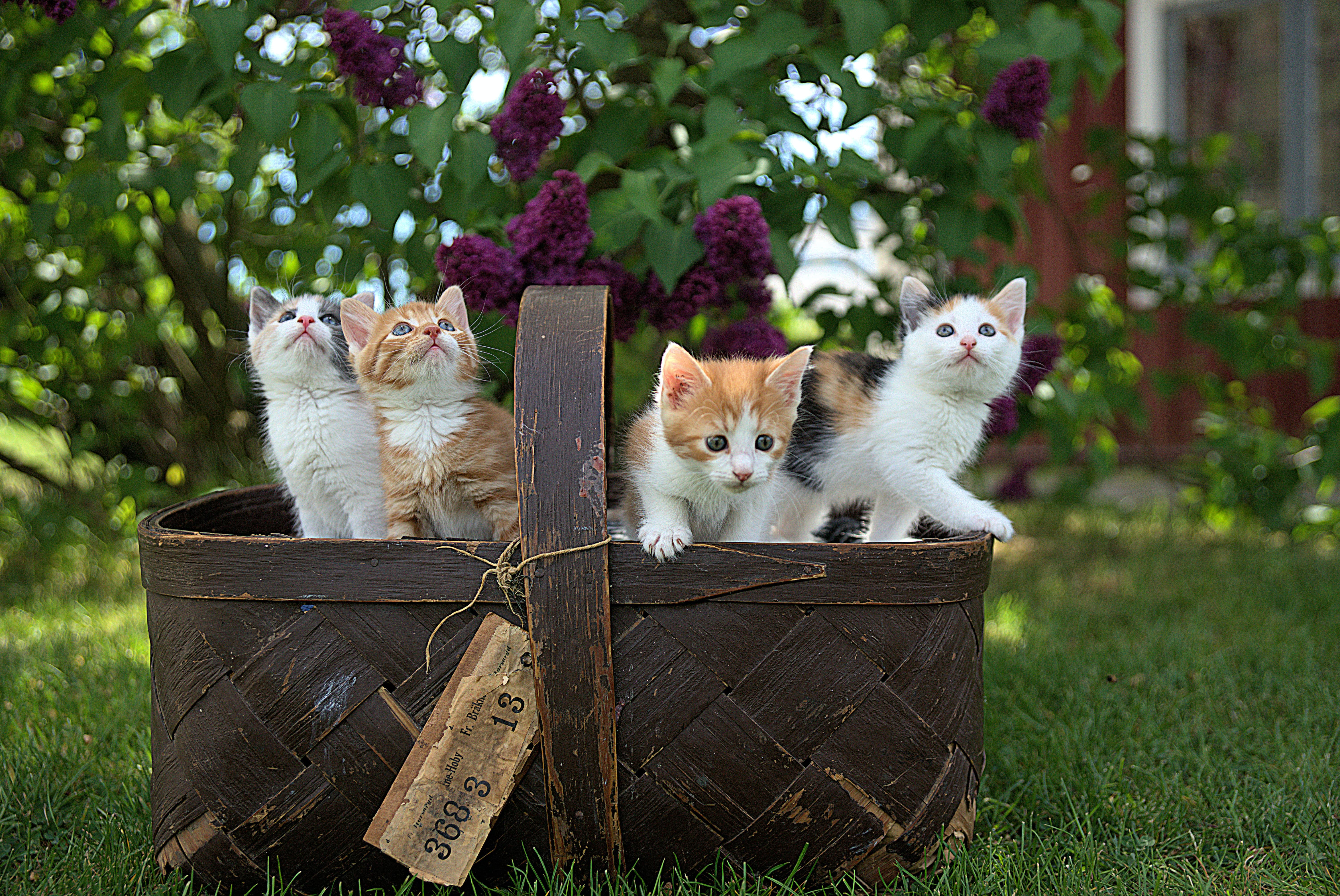 basket of 4 tabby kittens
