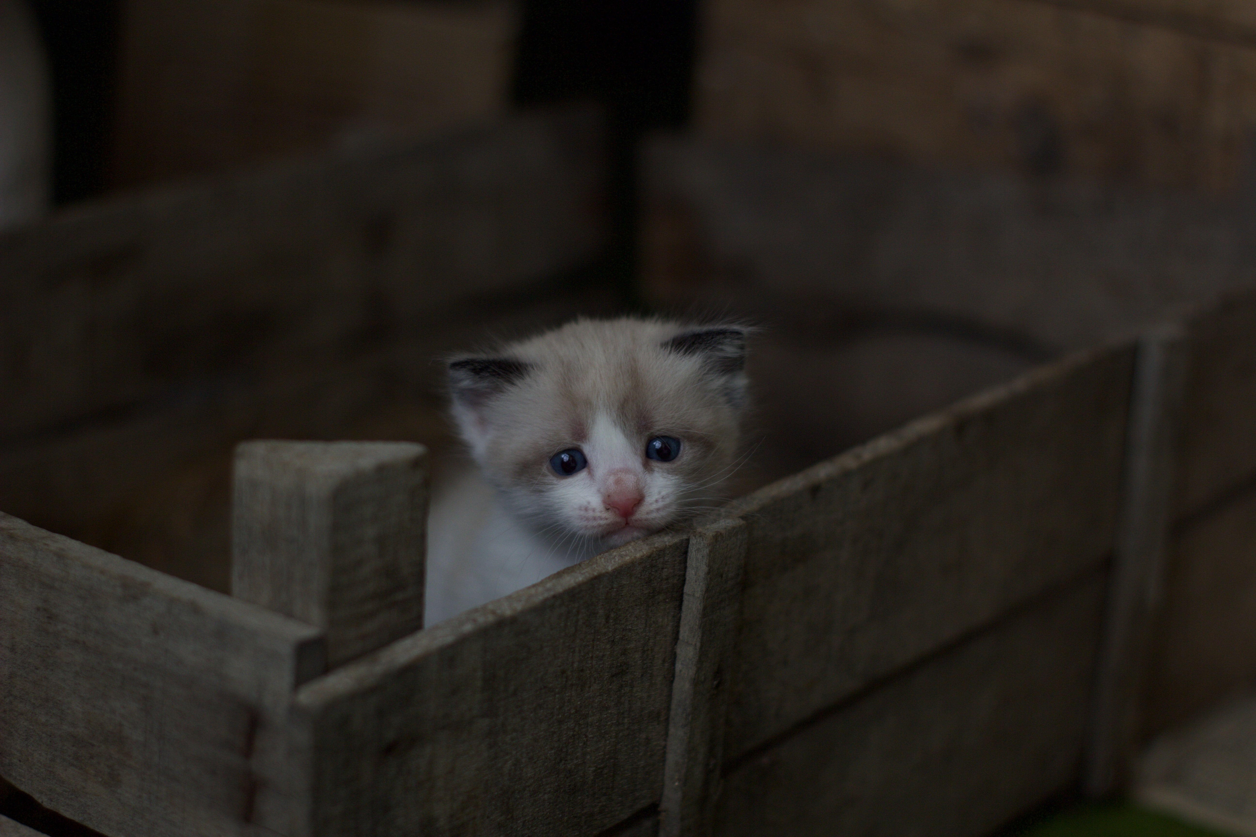 tiny kitten in a crate