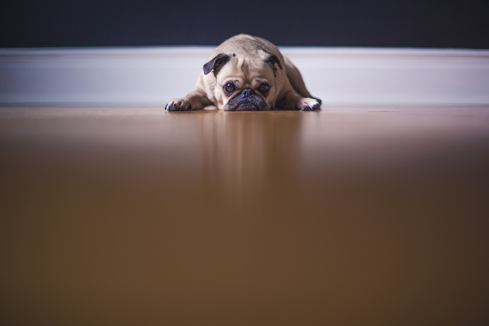 pug laying on the floor