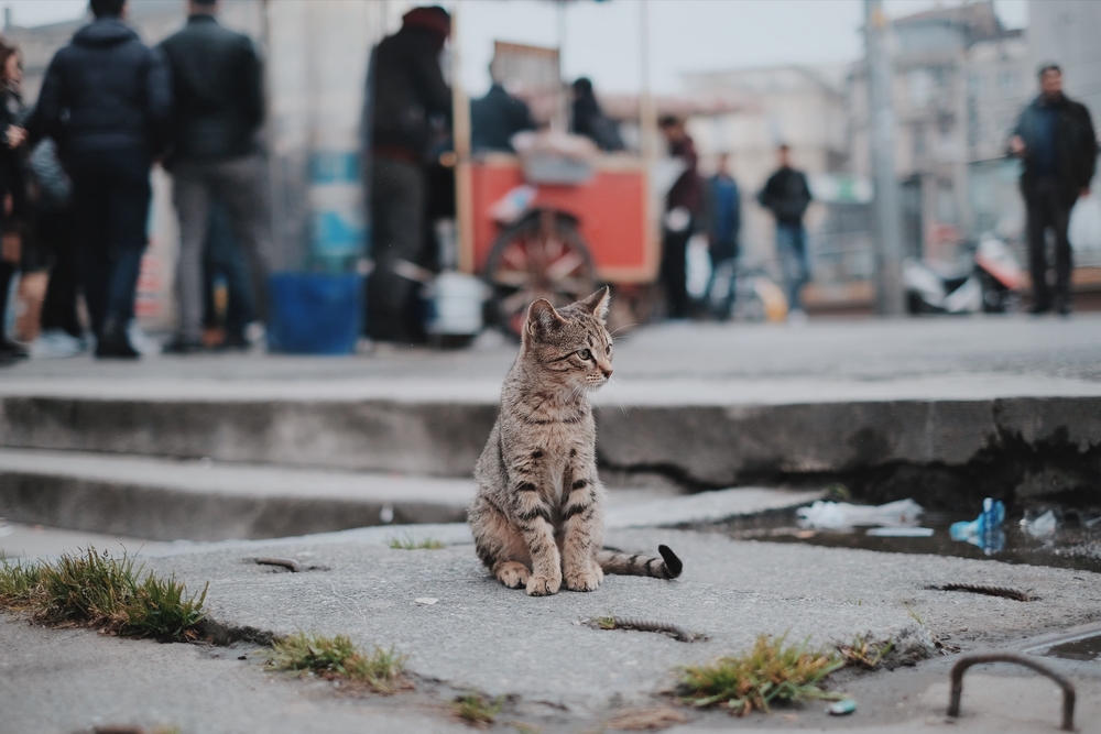 indoor cat in urban city