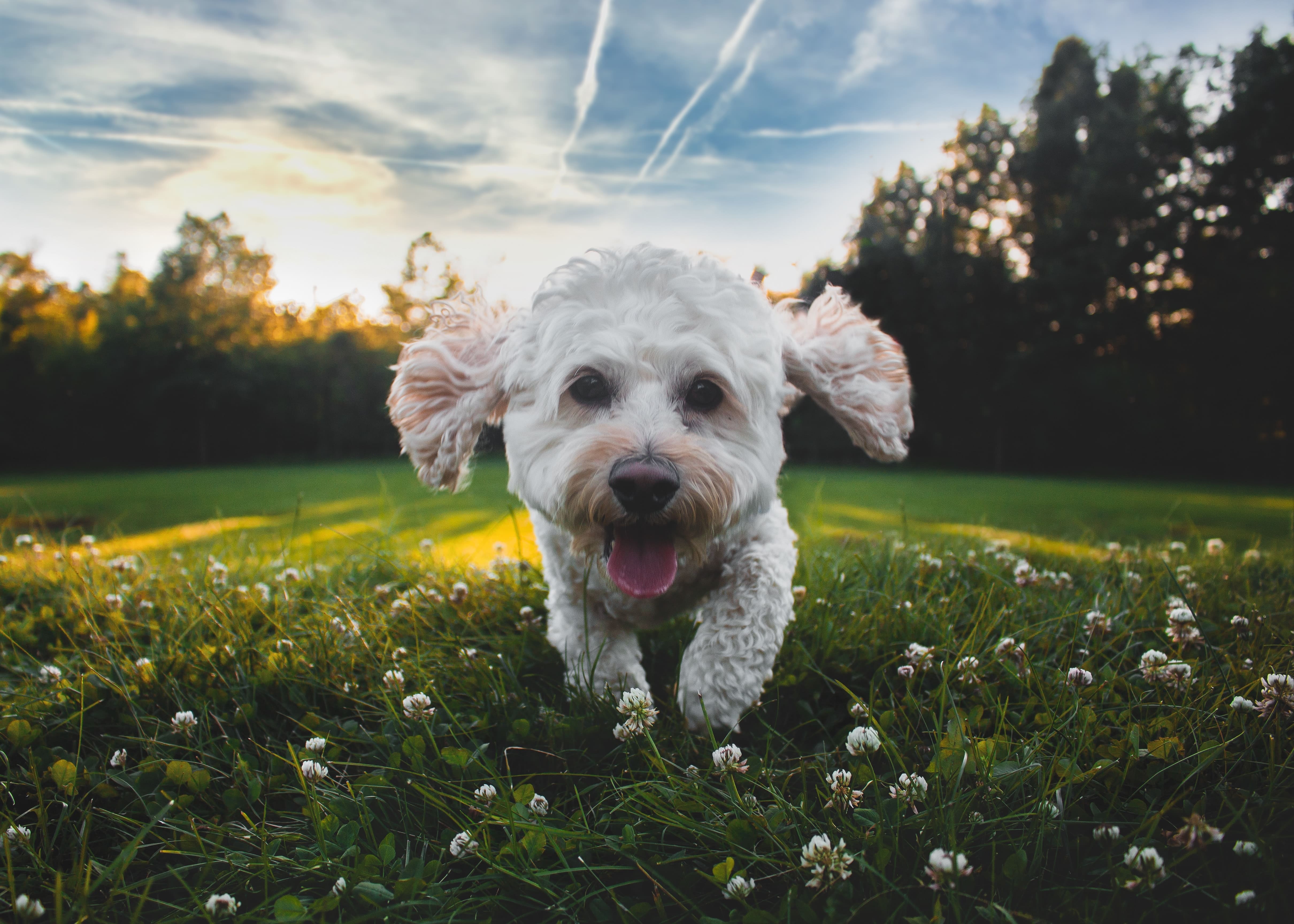 white dog running through grass