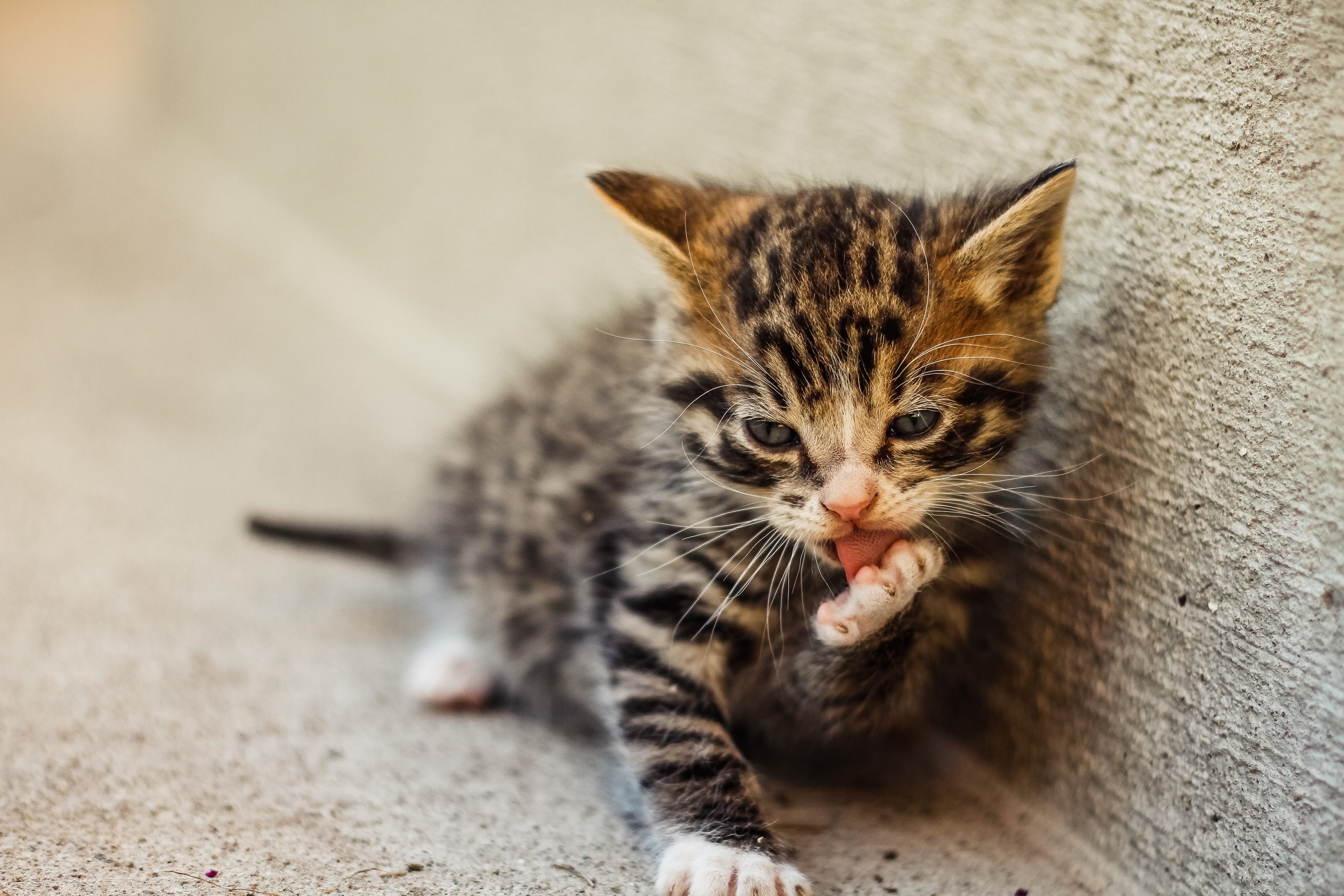 kitten bathing