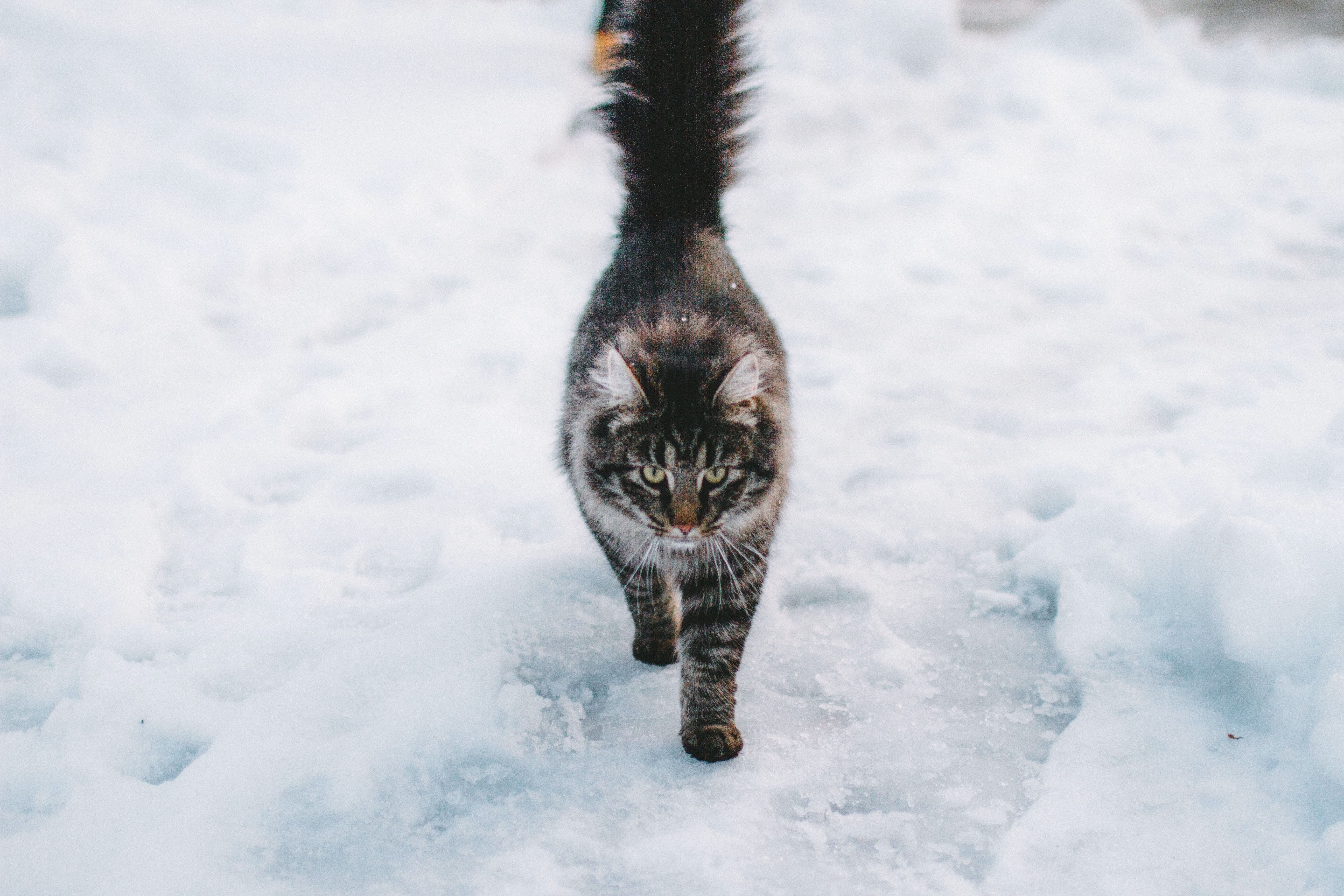 cold cat in the snow