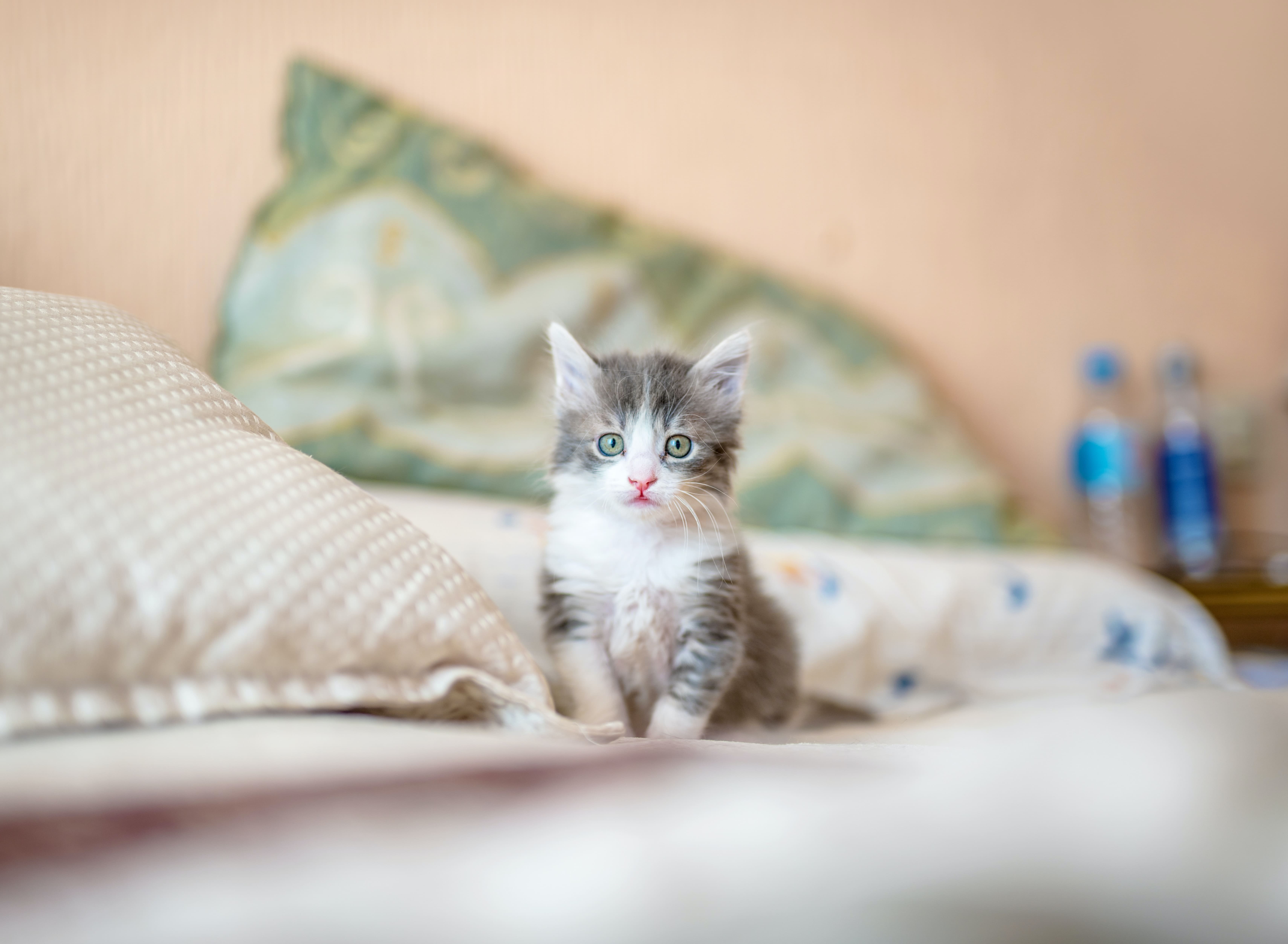 house kitten in bed