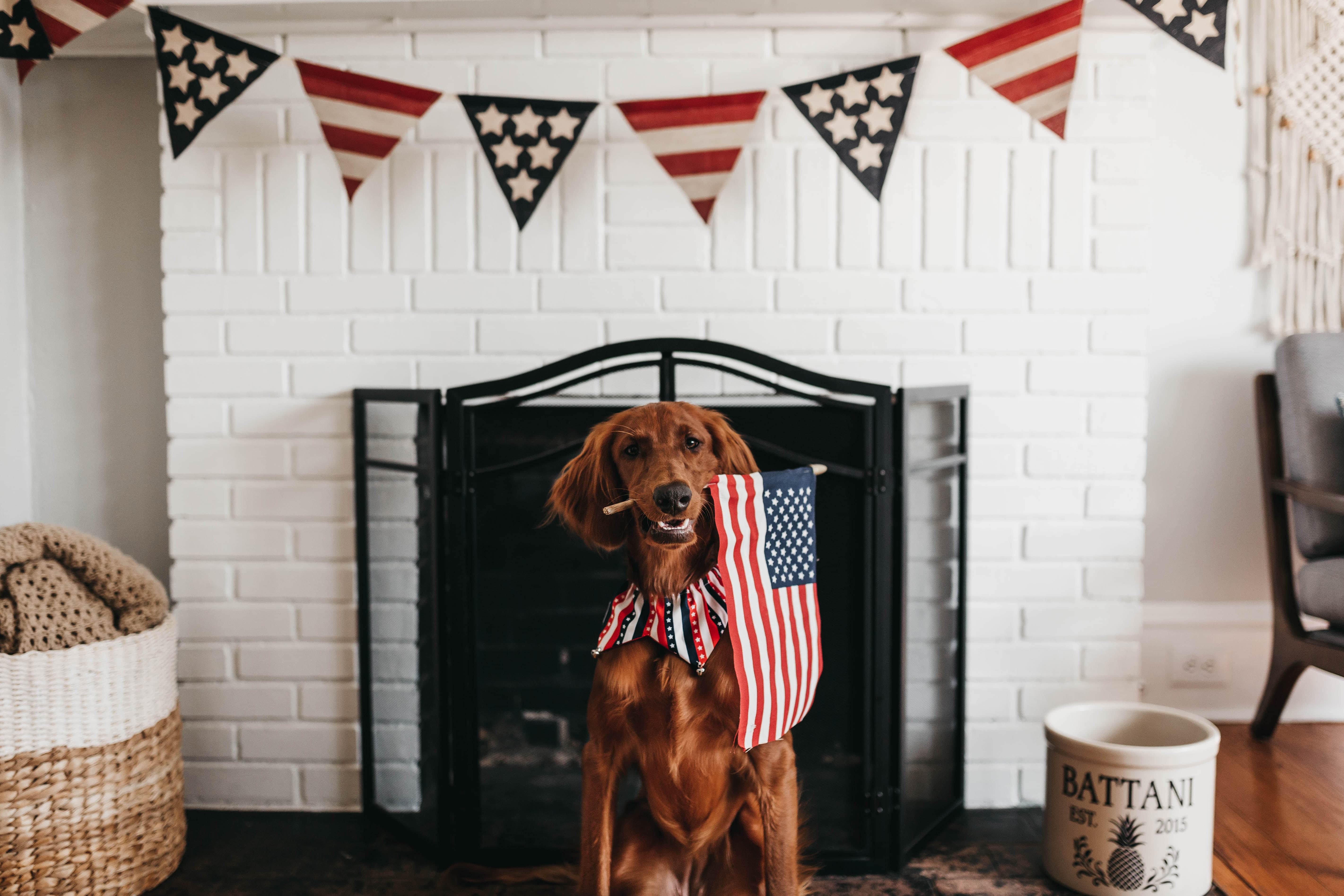 Have a Pet-Friendly Fourth of July