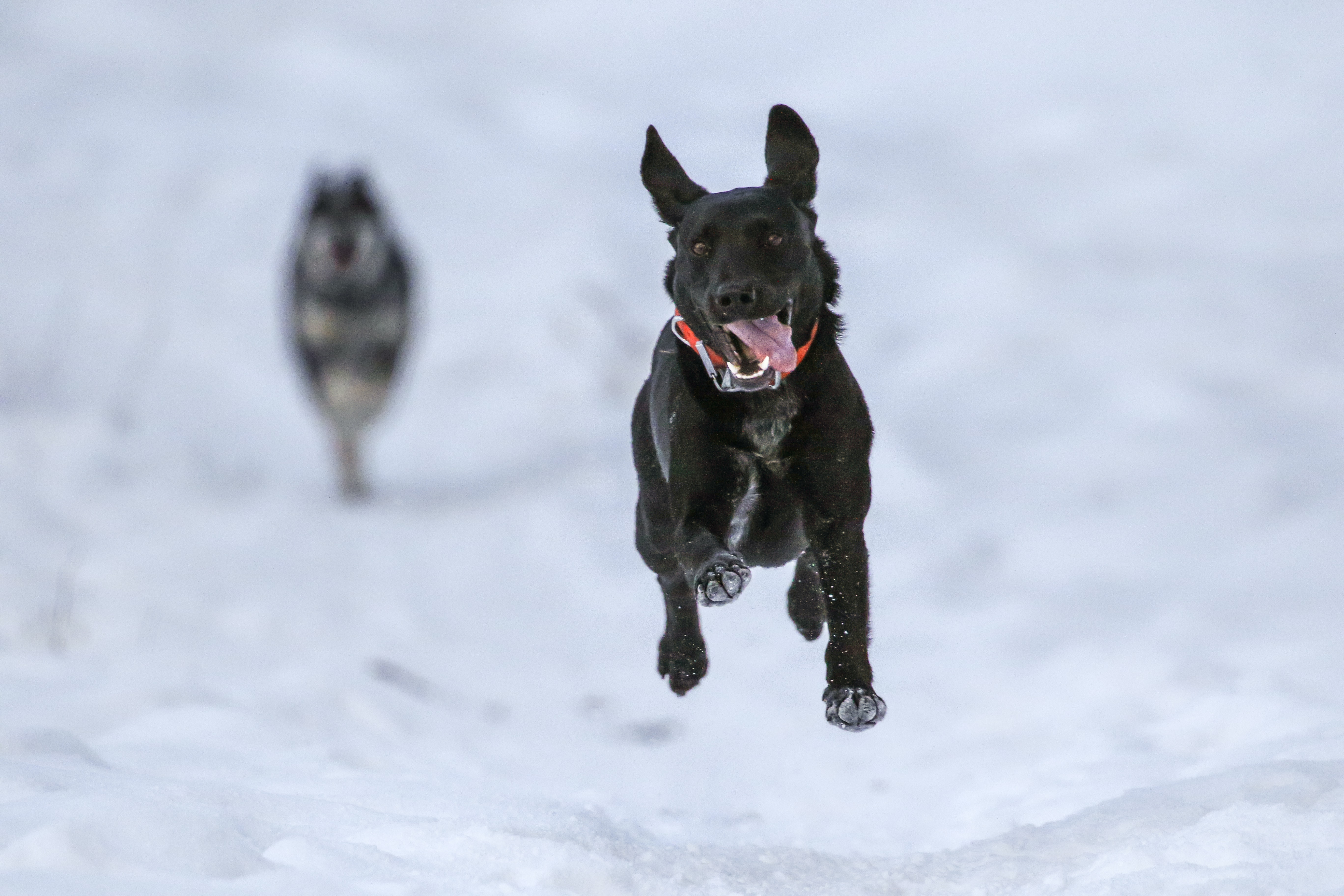 happy dog running in snow