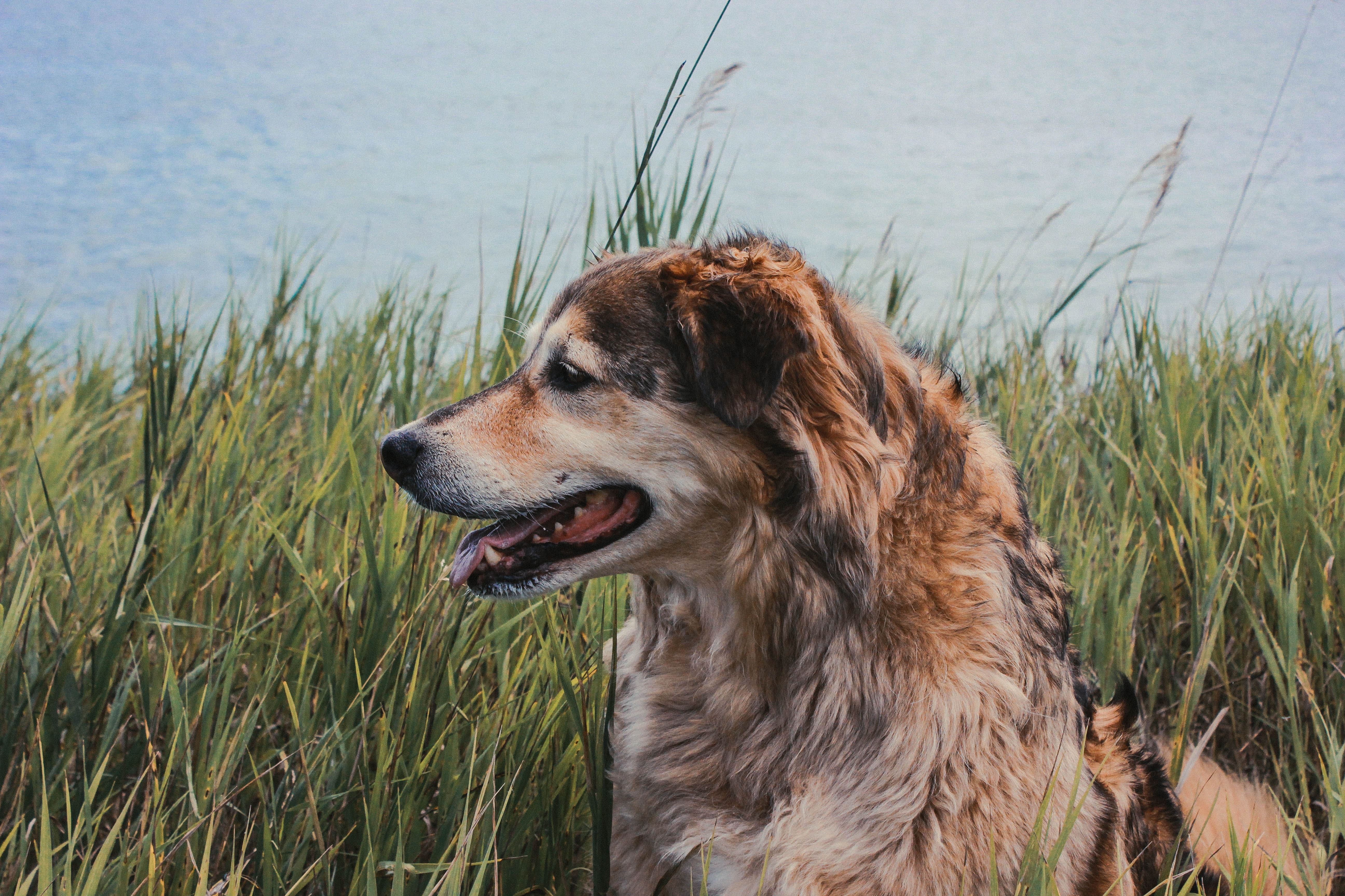 brown dog in beach field