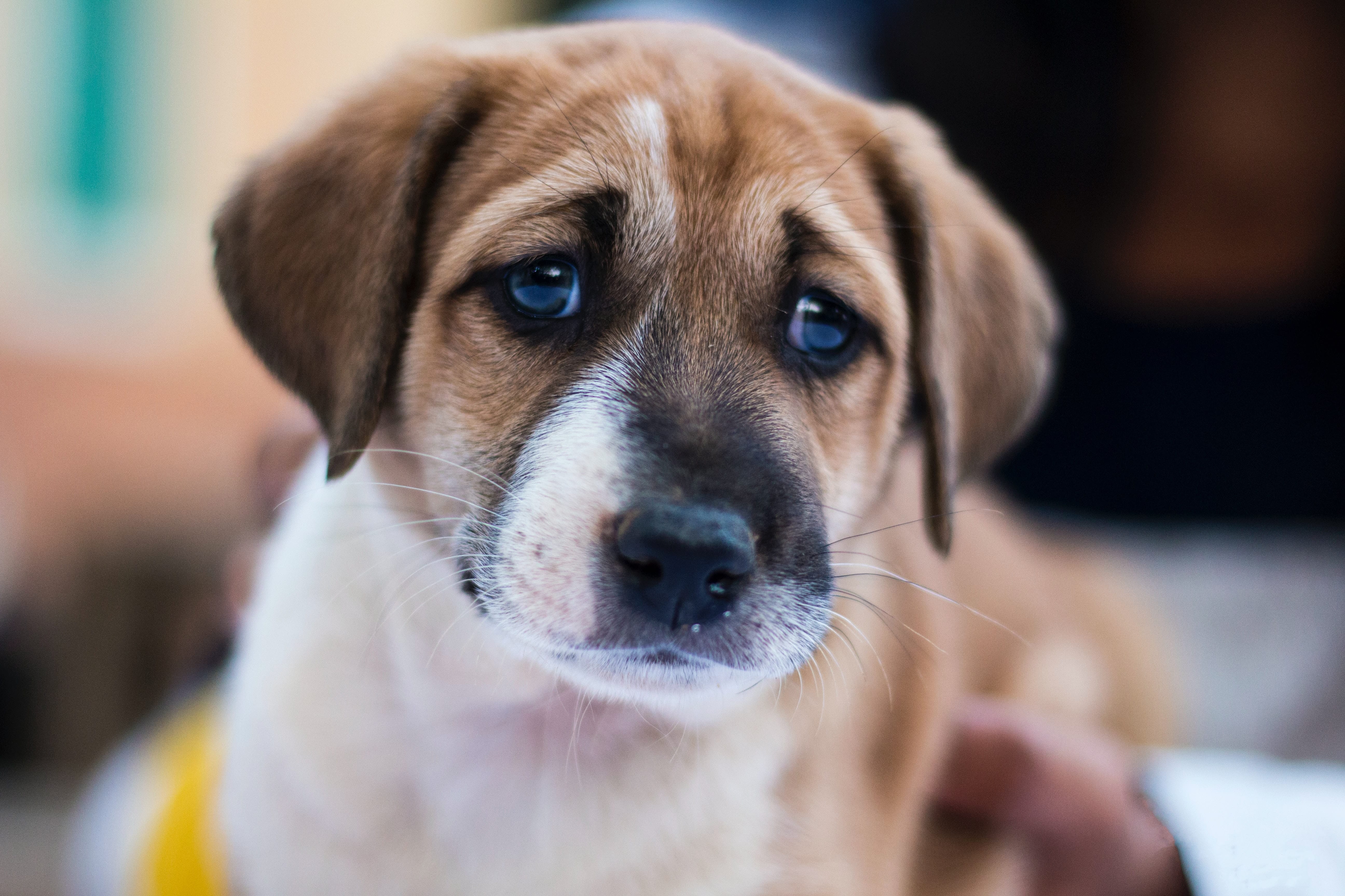 constipated brown puppy