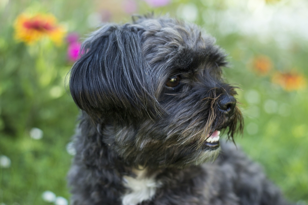 allergic dog in a field