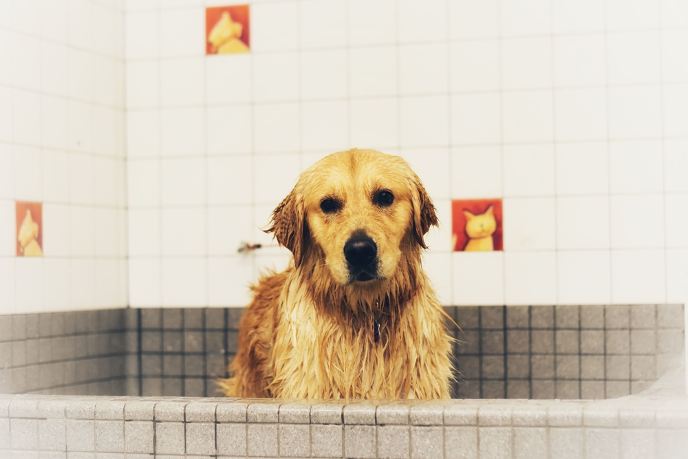 yellow lab taking a bath