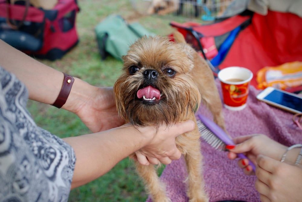 small brown dog grooming