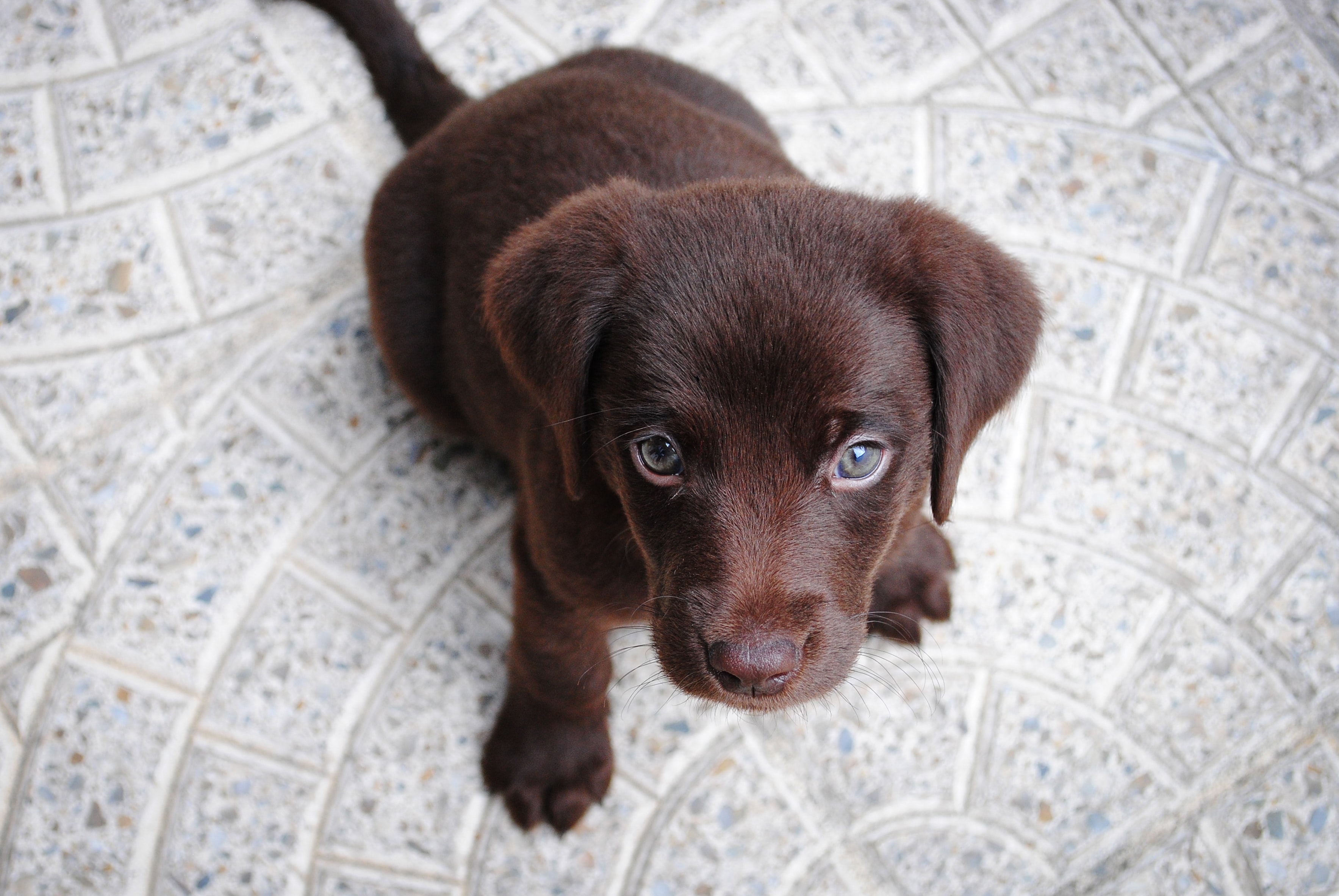 can you give dogs human stool softener