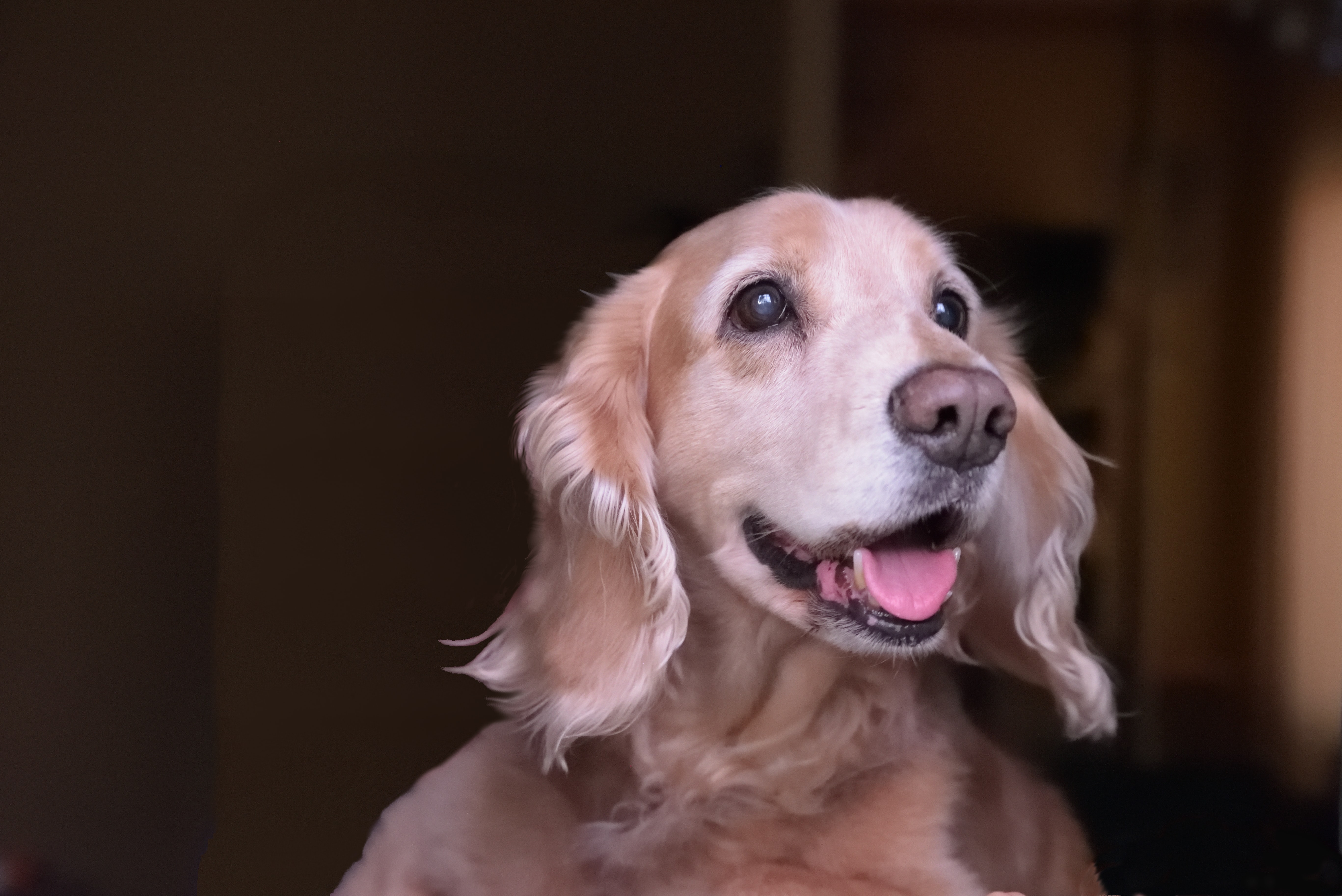 healthy dog on thanksgiving