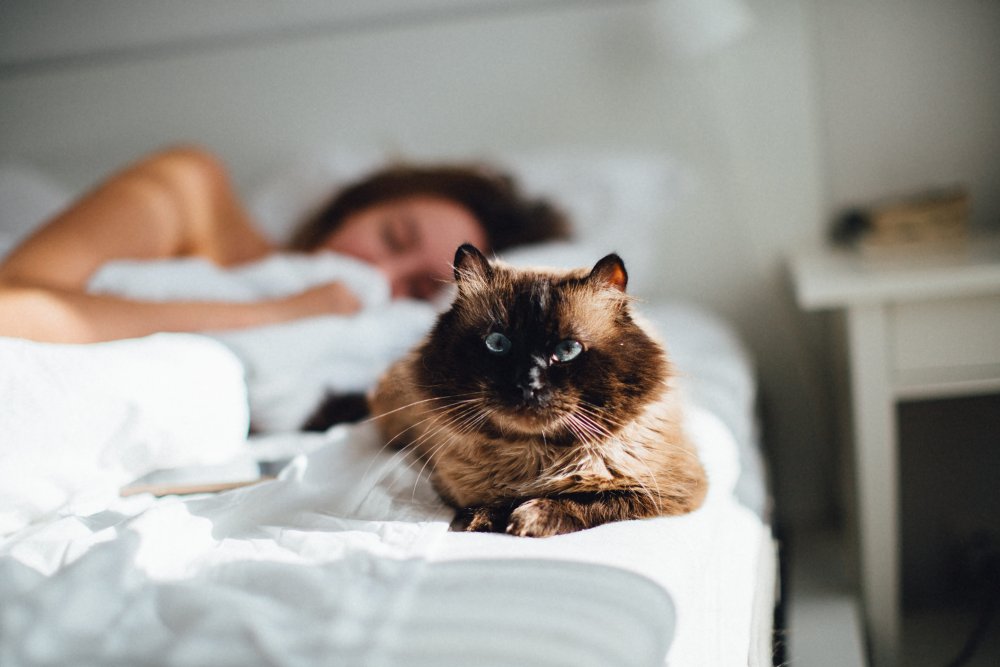 cat snuggling on the bed