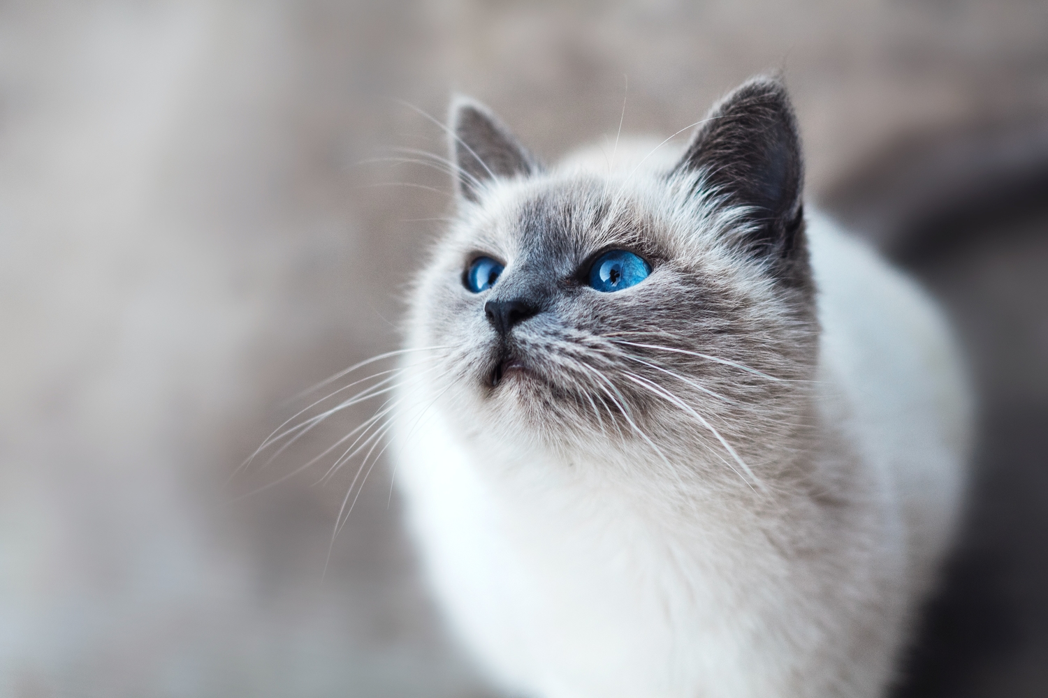 alert cat with blue eyes