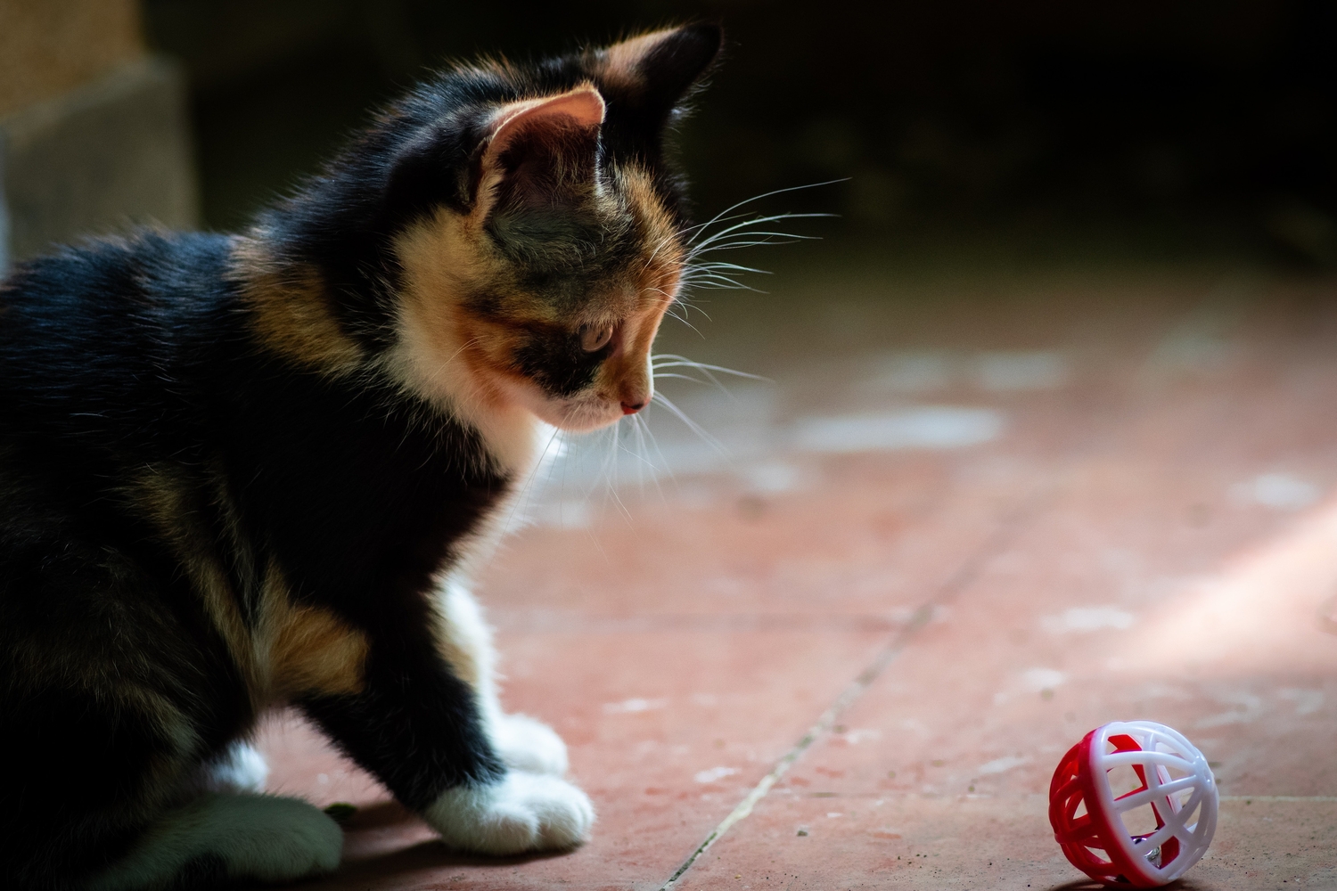 kitten playing with ball