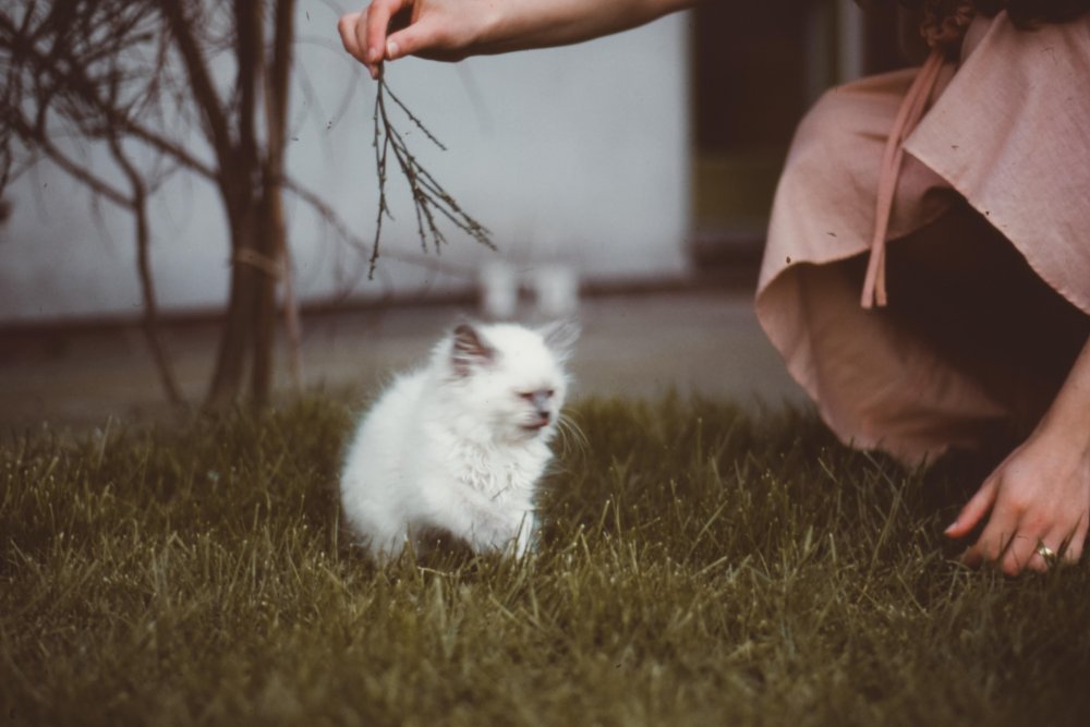 kitten playing with owner