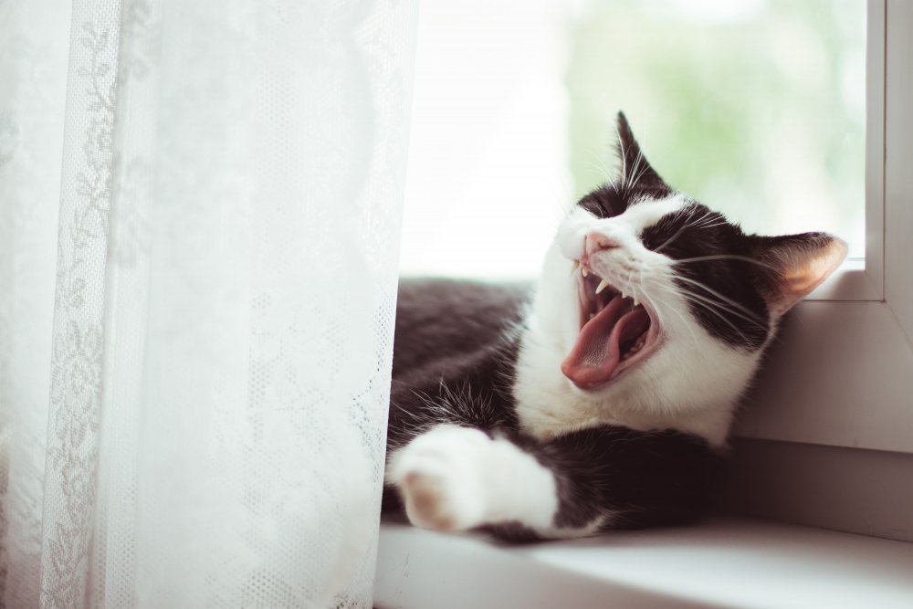 bored cat on window sill