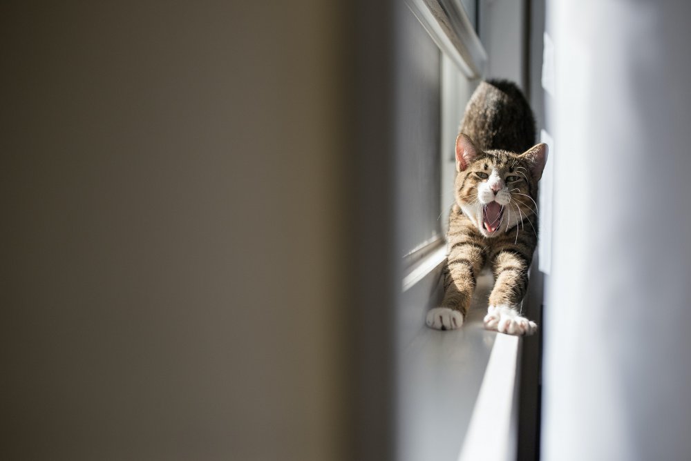 cat stretching on window sill