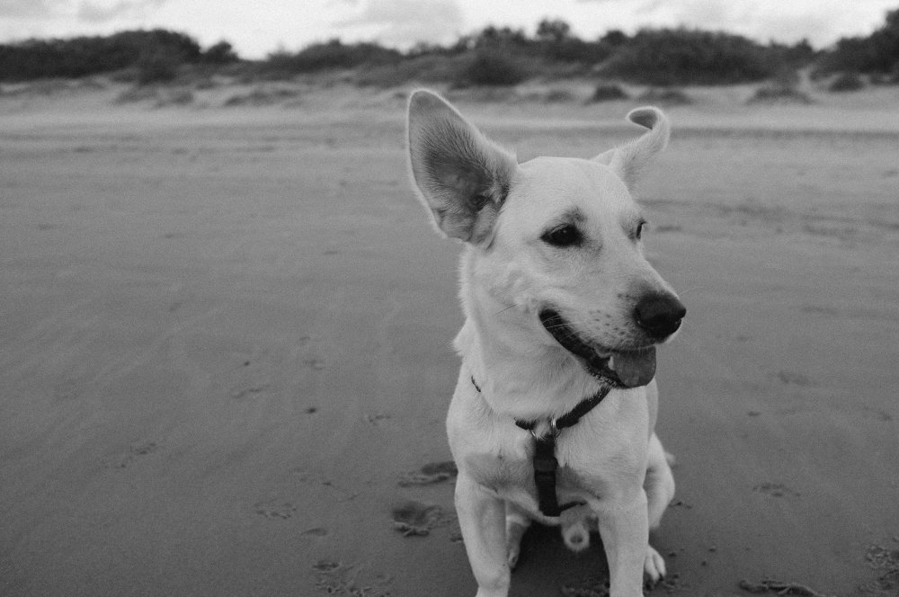 black and white dog on beach