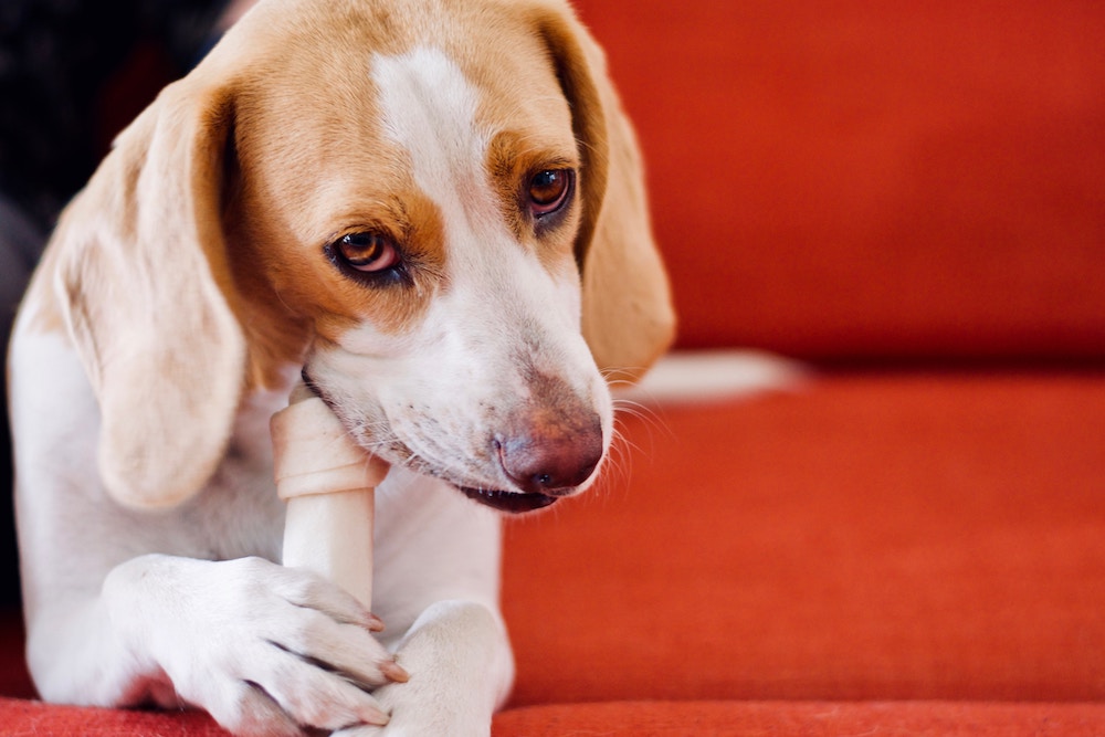 dog chewing rawhide bone