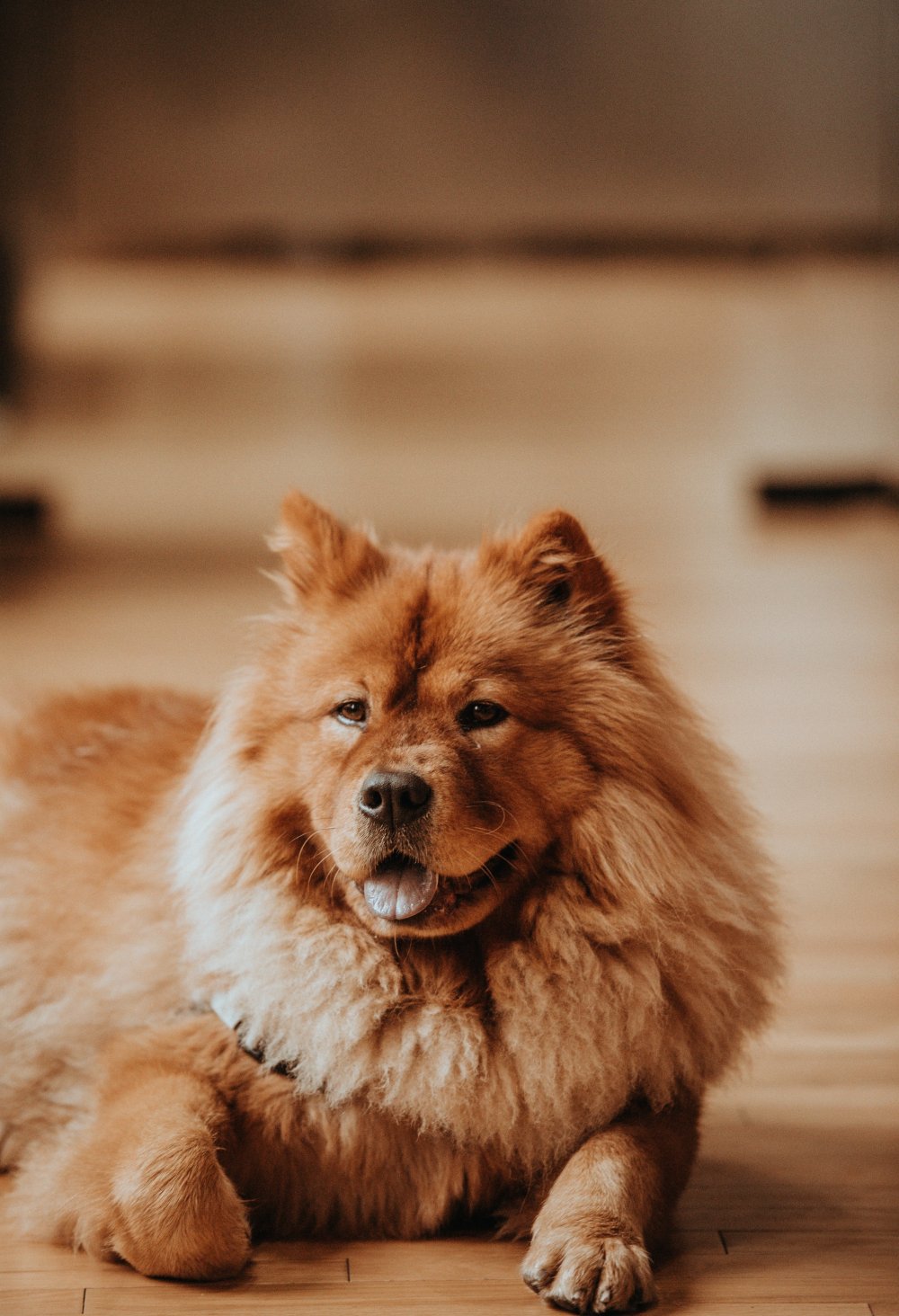 fluffy brown resting dog