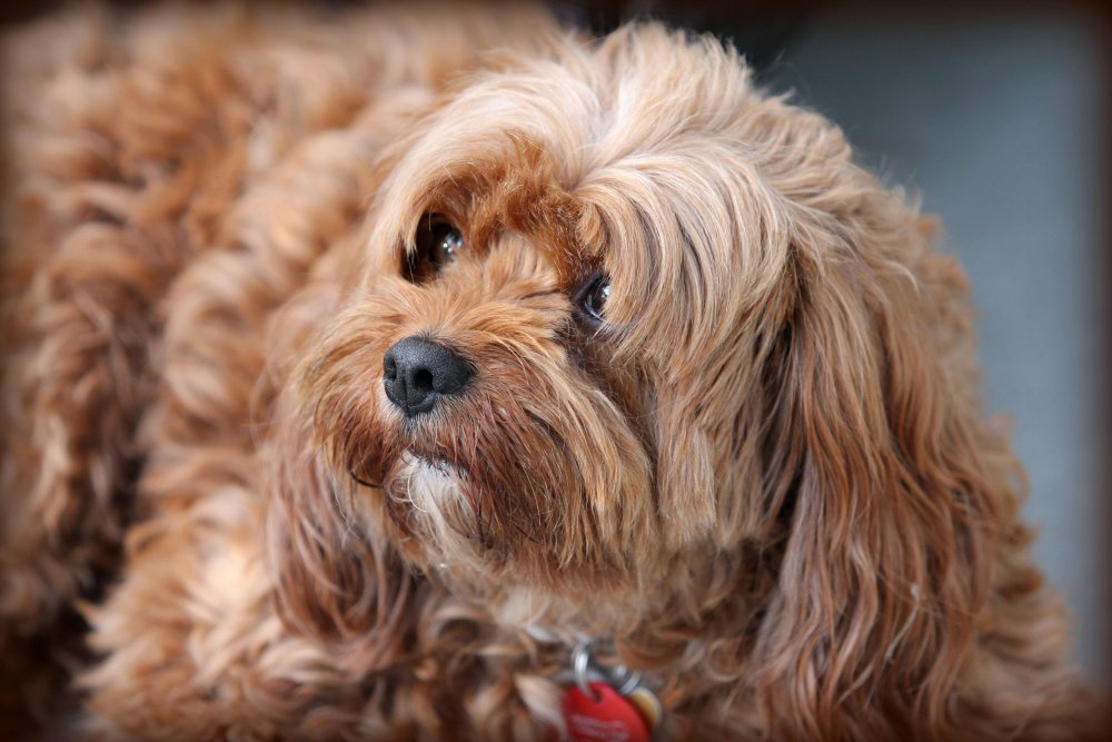 clean furry dog