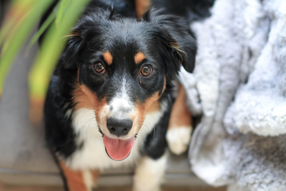 excited dog staring