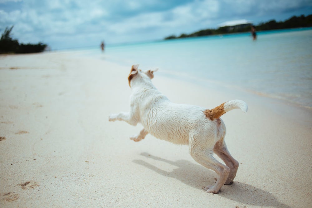 healthy dog running