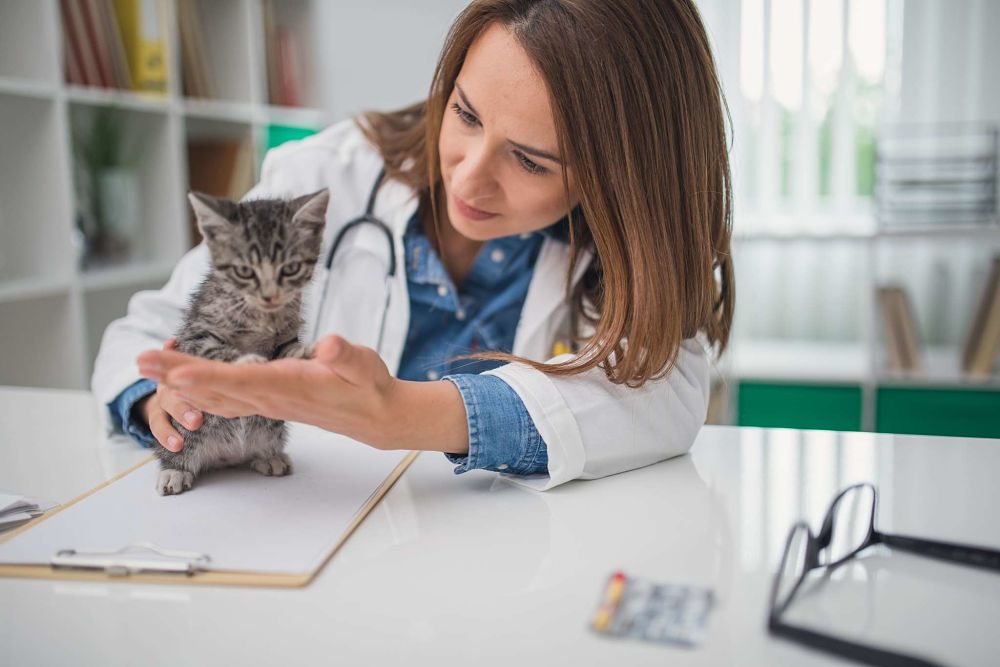 how to trim cat claws tips in case they bleed