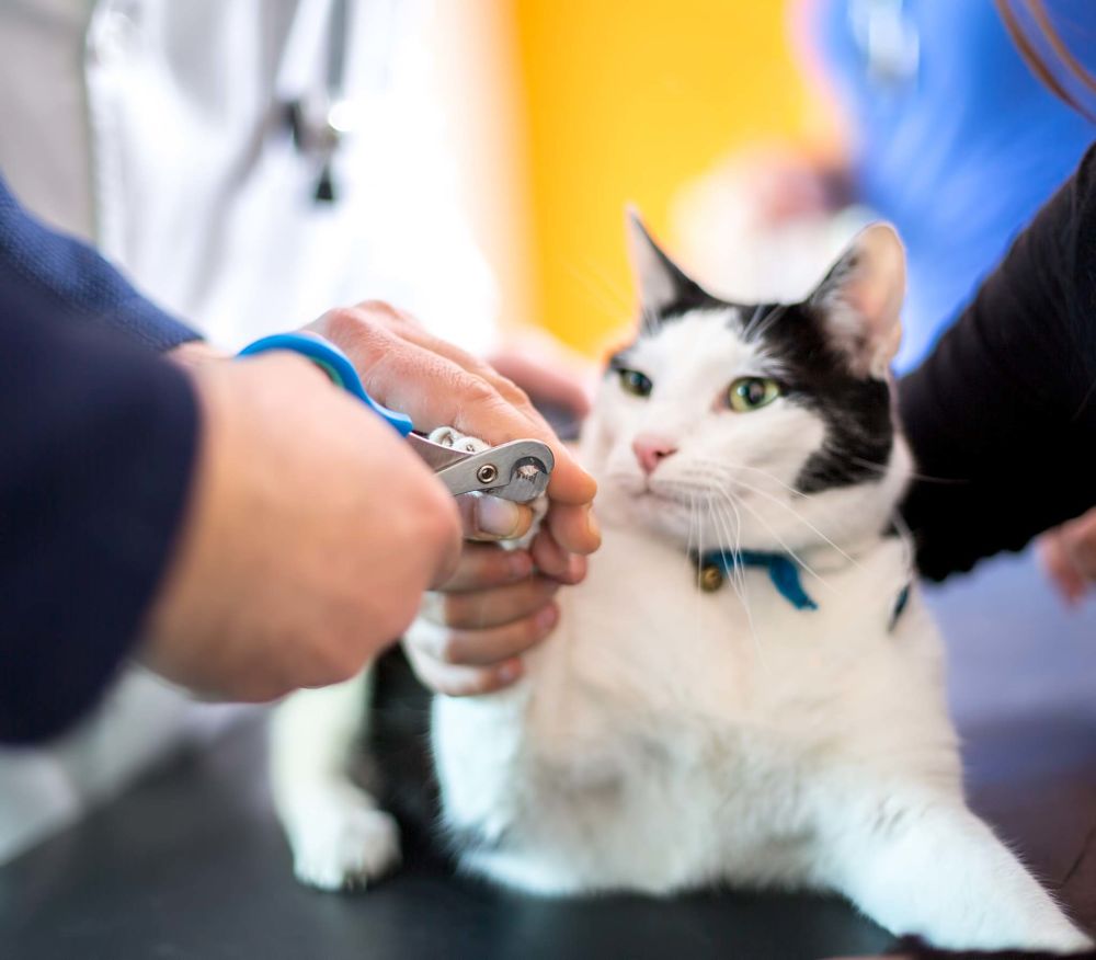 how to trim cat claws tips with the right clipper