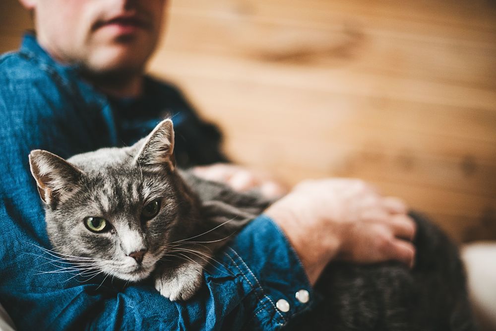 how to trim cat claws tips restraint