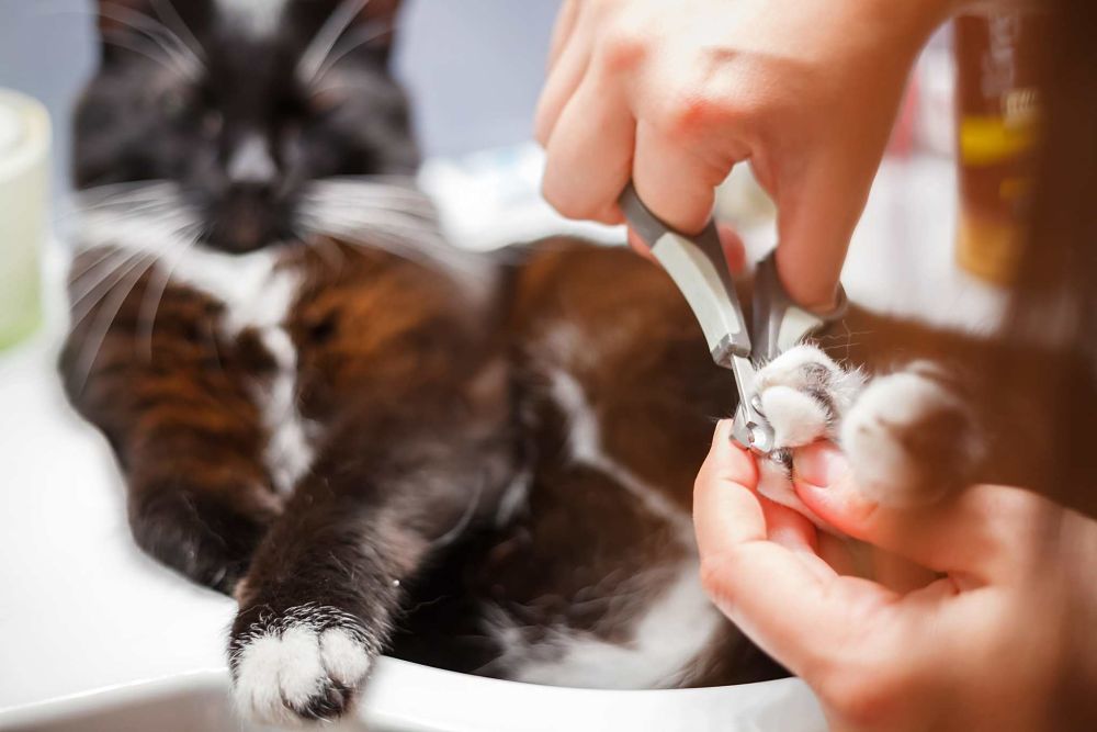 how to trim cat claws tips