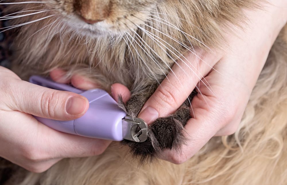 how to trim cat claws