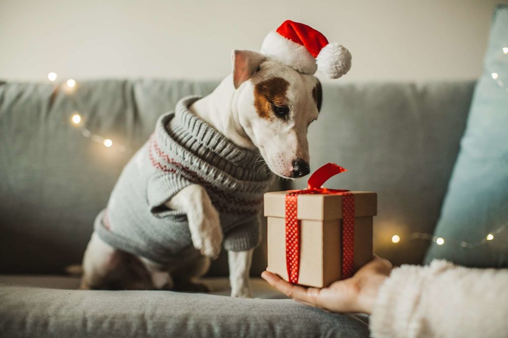 best gifts for dogs