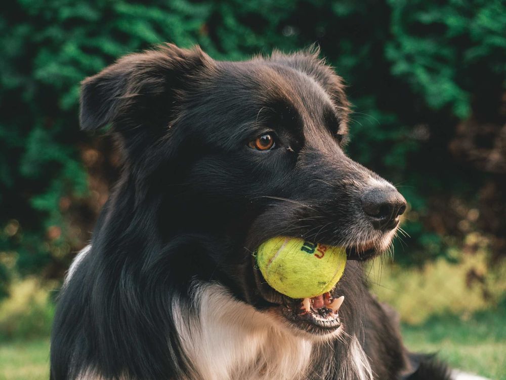 best gifts for dogs ball