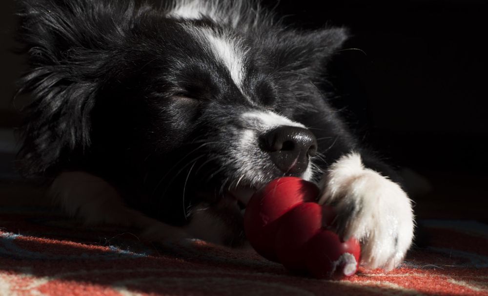 best gifts for dogs kong toy