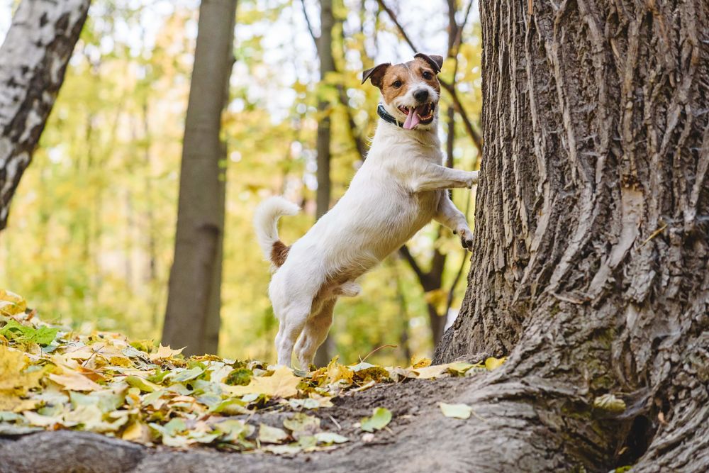 best gifts for dogs squirrel