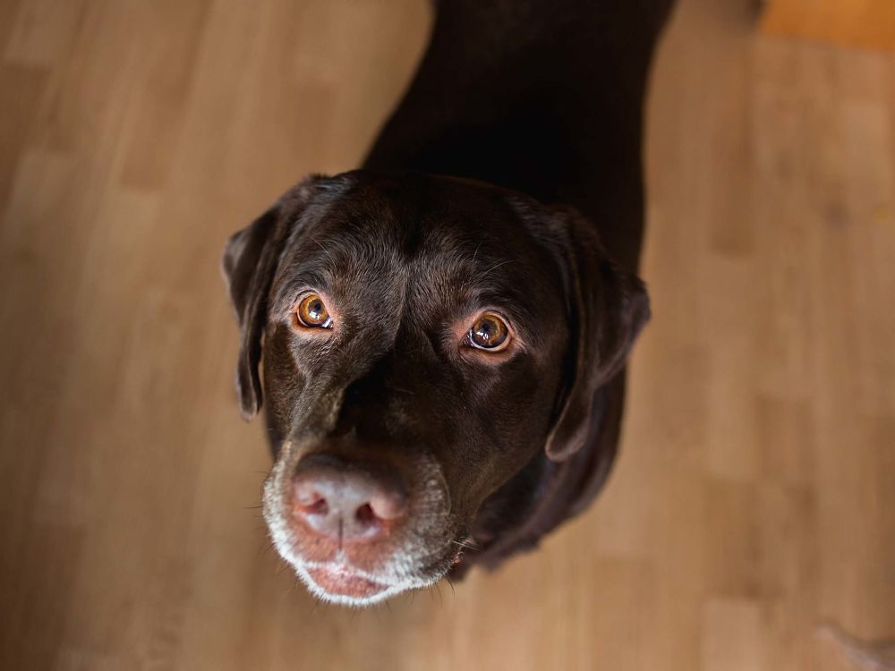 best gifts for dogs treat dispenser