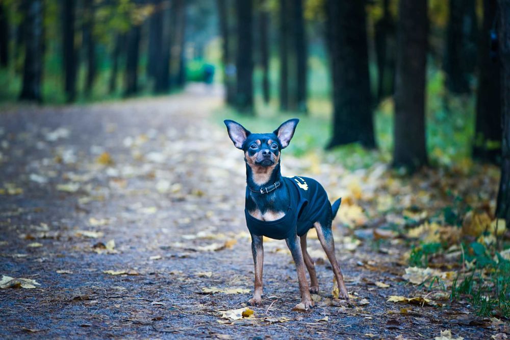 best gifts for dogs whistle tracker