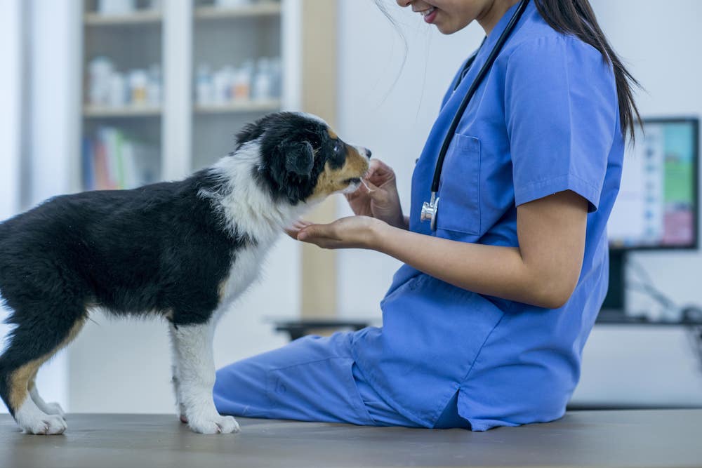 what to give a dog with diarrhea when to call a vet